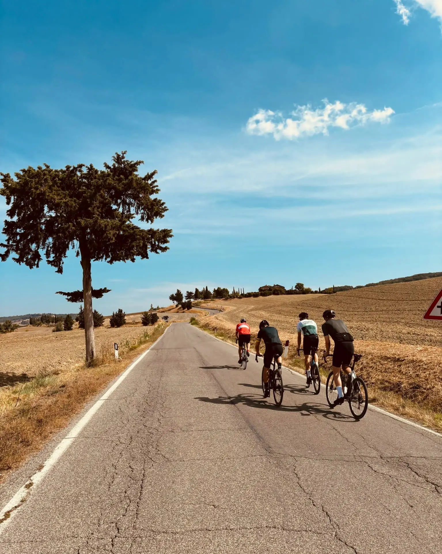 Vier fietsers op een landweg langs een solitaire pijnboom in Toscane